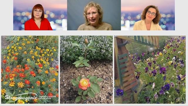 Нет сомнений, что все получат прекрасный урожай / отзывы Strogoorganic смотреть онлайн