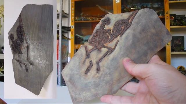 Réplica de fóssil de Nemicolopterus смотреть онлайн