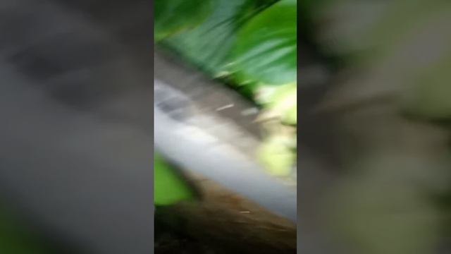 Дядя Витя в джунглях! Навожу порядок в теплице. Часть 2.