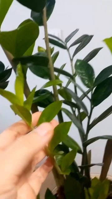 ЛИСТЬЯ замиокулькаса. Красивые, сочные, зелёные. смотреть онлайн