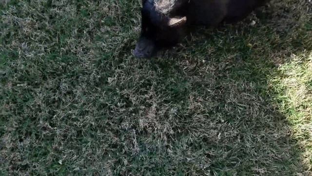 Pig stopped by to share my morning coffee... Is this for real?!?!? смотреть онлайн