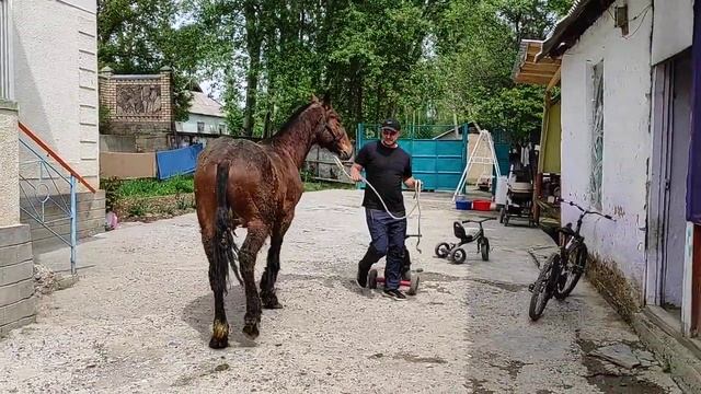 Бир жаш тай Сатылат тел:+996 771 393 939/Баасы 150 мин Адрес Аксы смотреть онлайн