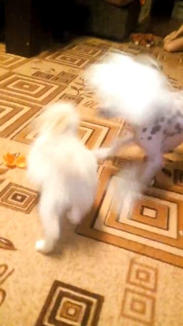 VID 20170306 190548 смотреть онлайн