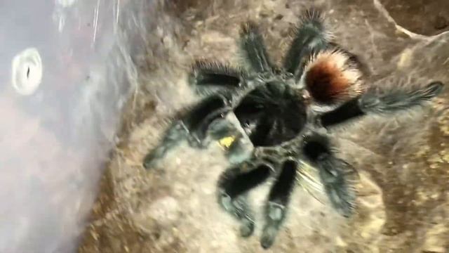 Grammostola iheringi feeding. смотреть онлайн