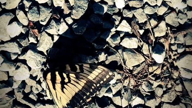 A Fallen Butterfly смотреть онлайн