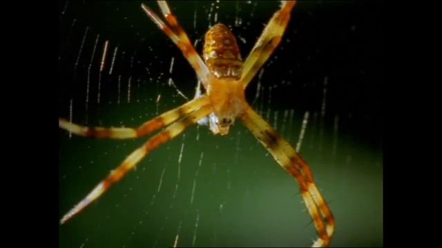 A "thinking" spider: genus, Portia смотреть онлайн