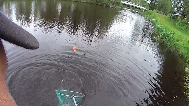 Форель на вудку . смотреть онлайн