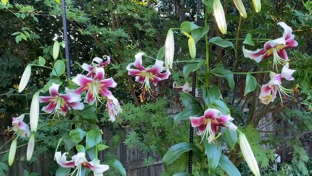 If you like big, bold lilies, this 7’ tall one is tough to beat смотреть онлайн