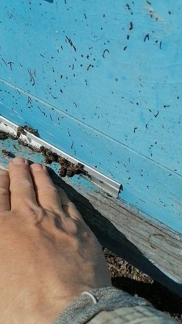 VID_20250416_132423.mp4