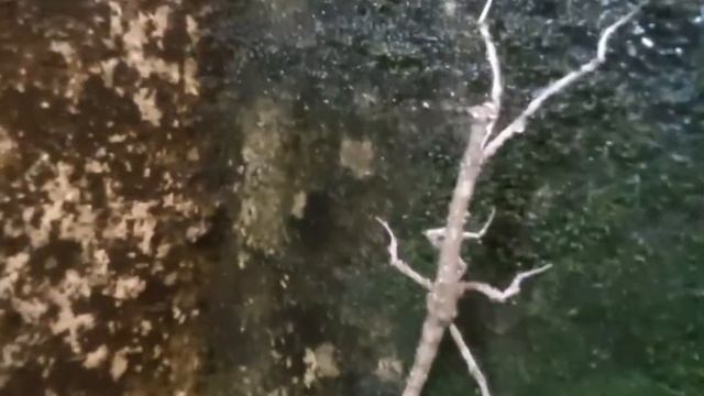 Rare stick mantis смотреть онлайн