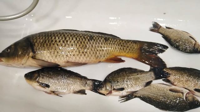 Сазан 3 кг. Улов смотреть онлайн