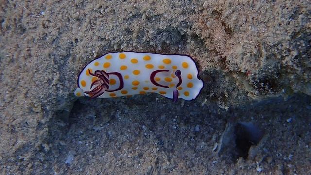 По течению.Goniobranchus annulatus. Шератон Сома Бэй.Красное море. Египет. Март 2025 с Лилия Драч.