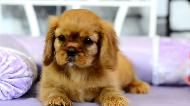 Малыш рыжик 1 смотреть онлайн