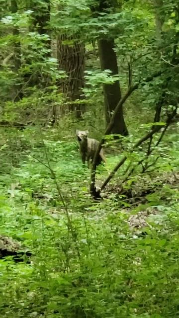 Coyote says 'Hey !' смотреть онлайн