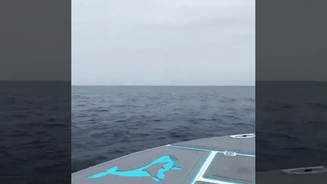 EMW Whale Watching catches bottlenose dolphin performing major hang time. смотреть онлайн