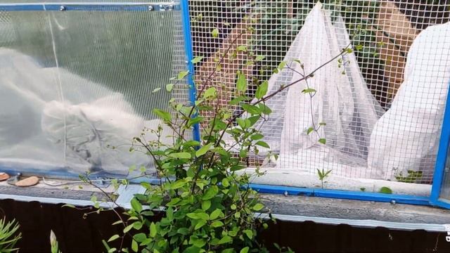 ВЕЧЕР.УБОРКА В ЦВЕТНИКЕ.КАЖДОЕ УТРО НАЧИНАЮ С БОРЬБЫ. смотреть онлайн