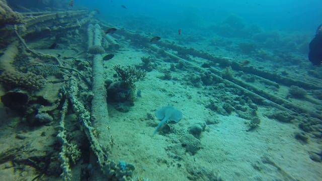 Shark & Yolanda - Ras Mohammed, Egypt - April 2015 смотреть онлайн