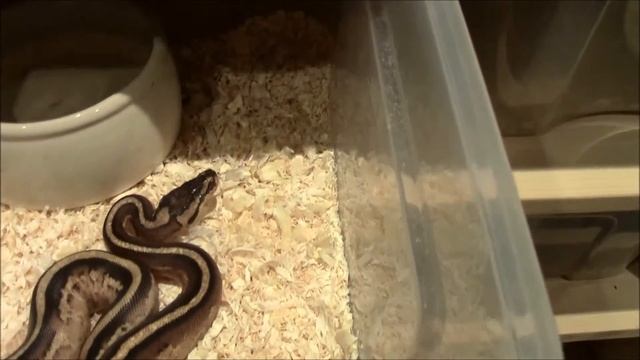Ball Python Morph TV Folge 6 - Häutung von Schlangen