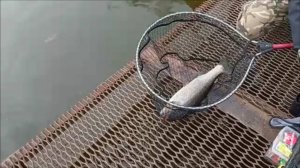 После запуска форель клюёт во всех горизонтах. Спорт-зона. Клёвое место Лосиный остров.