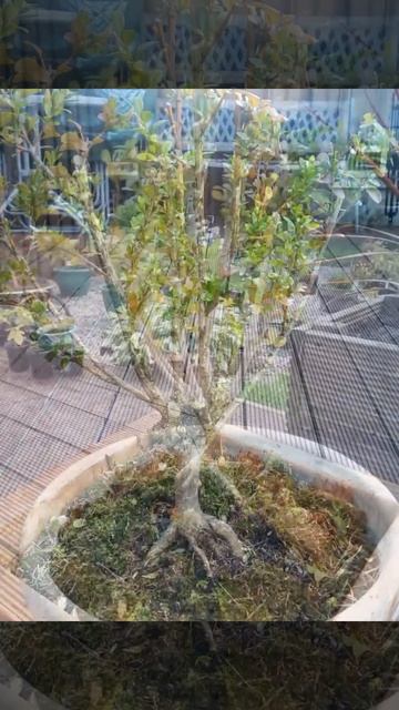 The 2 Boxwood with hair cut смотреть онлайн