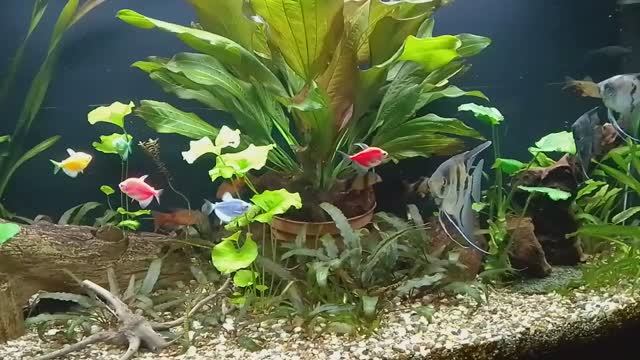 Мои аквариумы. смотреть онлайн