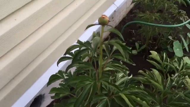 Новый маршрут, салон красоты и обзор выращенных культур. Первое покраснение помидорки! смотреть онлайн