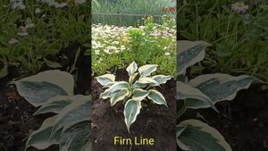 хоста Firn Line