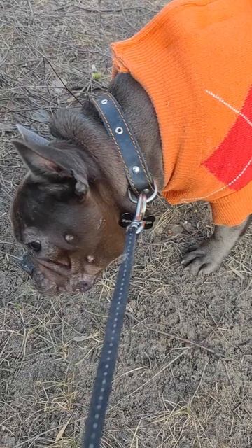 Буба любит грызть палочки! смотреть онлайн