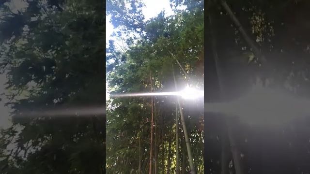 Сочинские опята осенние веснойПромокоды