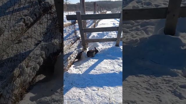 поездка в парк "Живые алмазы Якутии". кормим бизонов, лошадей и других животных смотреть онлайн