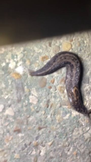 Night slug смотреть онлайн