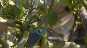 Эксперт по саду и растениям   Высоторез GARDENA StarCut