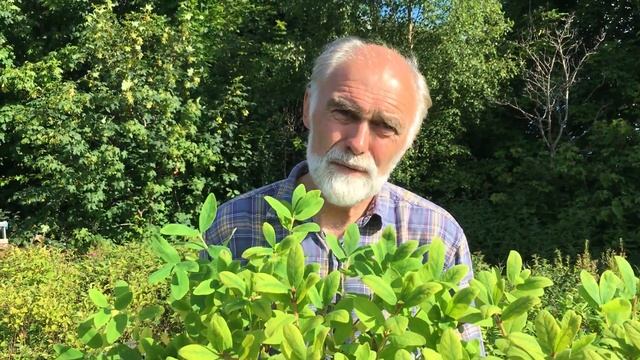 Særdeles hardfør og frisk blåleddved, Lonicera edulis