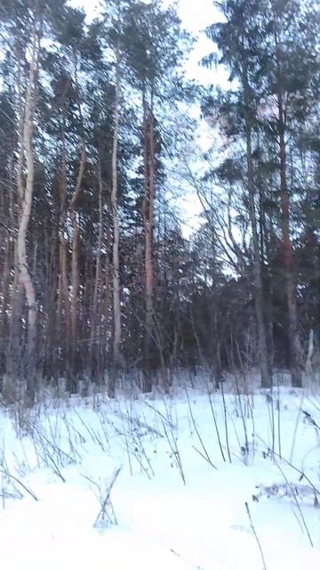 Прогулка по лесу. Сосны, берёзки #лес #прогулкаполесу #природа
