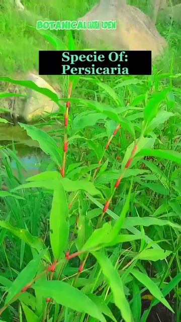 Water pepper Specie of Persicaria смотреть онлайн