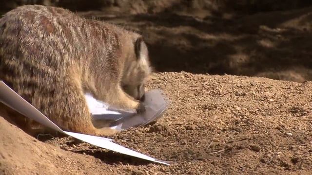 Meerkat Mail смотреть онлайн