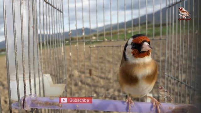 اتحداك اذا لم يغرد حسونك مع هذا التحفيز , بتبتة تقلق الطيور الصامتة смотреть онлайн