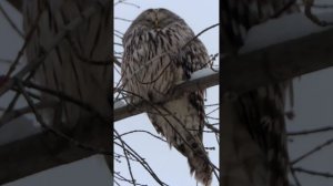 Длиннохвостая неясыть