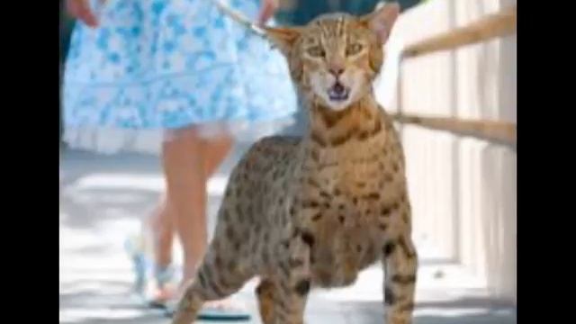 Mo Bison My America смотреть онлайн