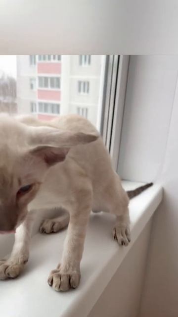 Ориентальный кот сиамского окраса #ориентальныекотята