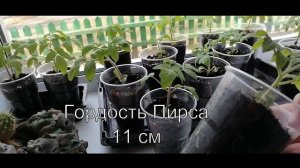 Рассада Гномы Томатные в 35 дней от всходов/Сроки посева для открытого грунта/когда сеять/