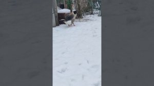 Гусиные истории продолжаются