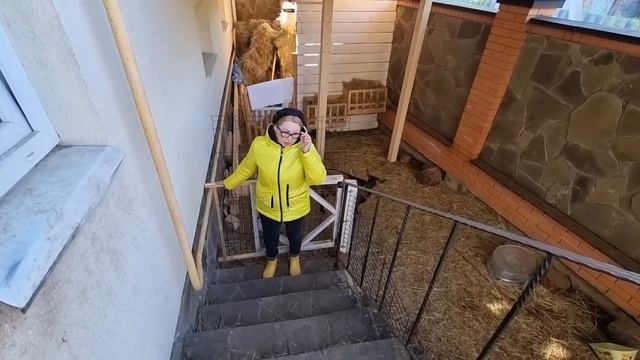 Советы новым владельцам козликов.