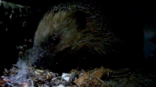 Ночной ёж / Night Hedgehog / Nachtigel смотреть онлайн