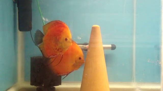 Marlboro Red Discus eggs - day 1 смотреть онлайн