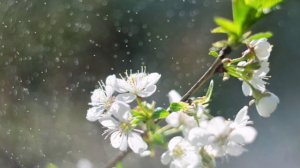 ТВОЙ и МОЙ  ГОРОД ПОСЛЕ ДОЖДЯ. Инструментальная пьеса.  Автор и Исполнитель  Филиппов Евгений