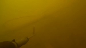 Бывает ли белый амур в тёплой воде. Подводная охота