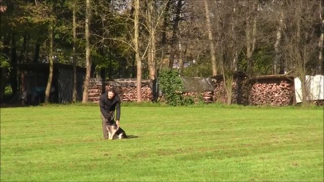 Bacardi von Panthera tigris Prüfung SD. IPO1 смотреть онлайн