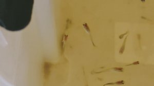 Малечки гуппи кормление и наблюдение