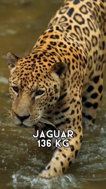 5 Largest Cat Species In The World #shorts #viral #tiger #lion #jaguar #cougars #animals смотреть онлайн